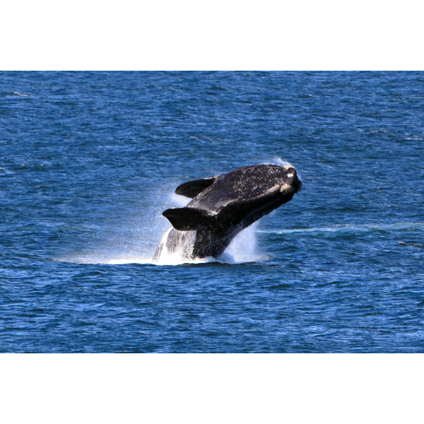 Highland Dunes Southern Right Whale Wrapped Canvas Photograph Wayfair